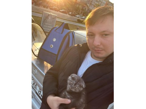 3 Aylık Scottish Fold Yavrumuz