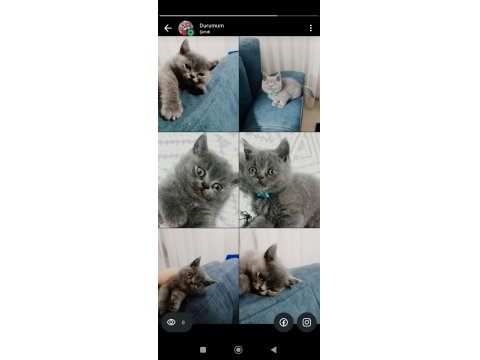 Dost Canlısı British Shorthair