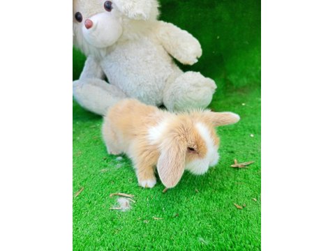 1 Aylık Hollanda Teddy Lop Tavşan Yavrularım
