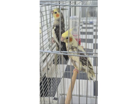 Full + Full Evcil Sadık Çift Dost Sultan Papağanı