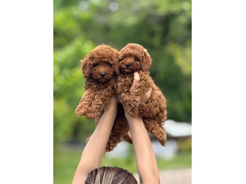 Toy Poodle Bebekler Harika Yavrular
