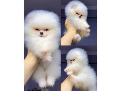 A Kalite Pomeranian Boo Yavrular