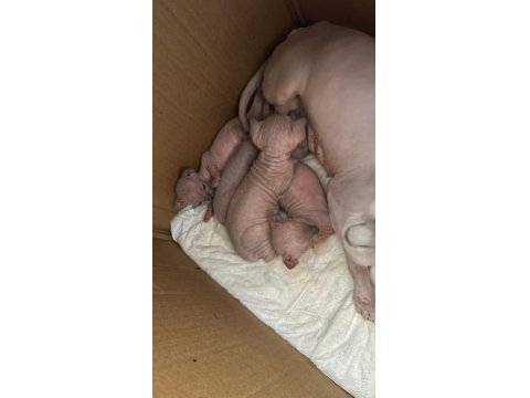 Safkan Kanada Sfenks Yavruları