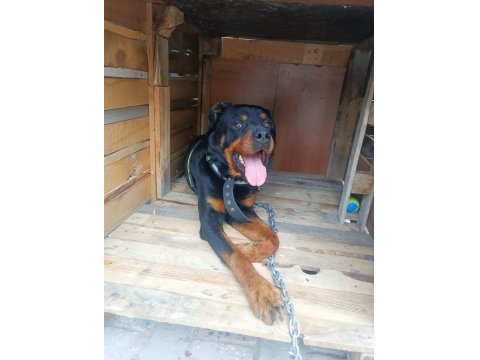 Hastasına Uyumlu Rottweiler Acill