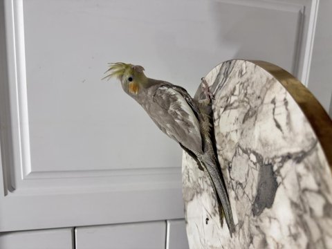 Üreticiden Sultan Papağanı (₺)