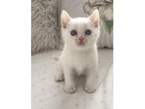 Kar Beyaz Mavi Gözlü British Shorthair Prens