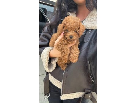 Toy Poodle Yavru Köpekler