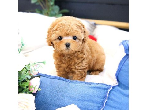2 Aylık Yavrular Toy Poodle