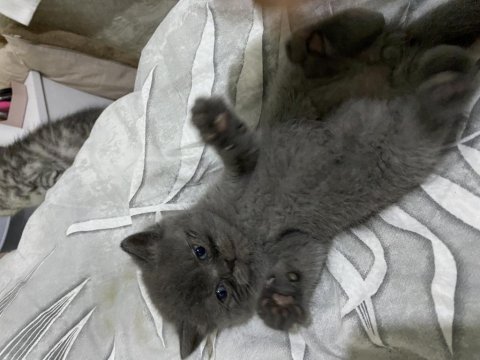 British Shorthair Yavrular Yeni Yuvalarına Hazır