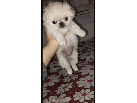 Safkan Pekinez Yavru Köpekler