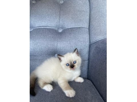 Blue Point Dişi Yavru British Shorthair