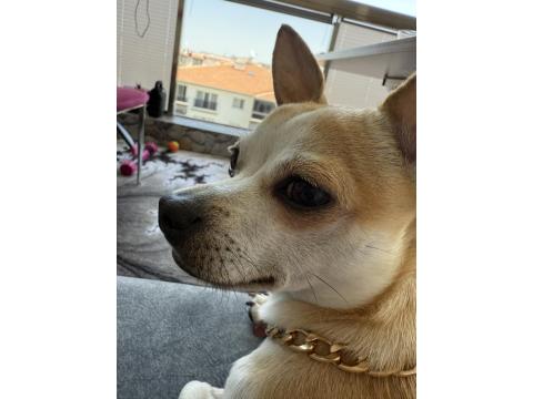 Şivava Oğlumuz Kaju Yeni Yuvasını Arıyor