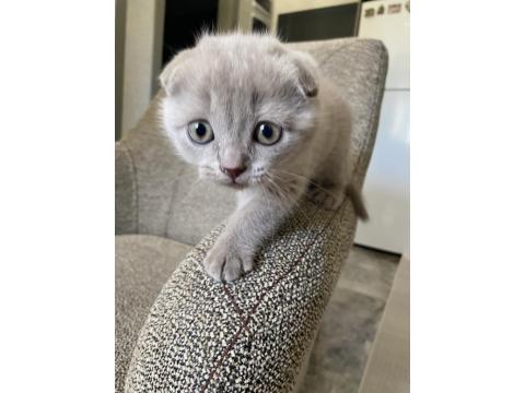 Scottish Fold Yavru 1,5 Aylık