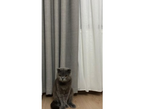 Ücretsiz Sahiplendirme Scottish Fold Kedimiz