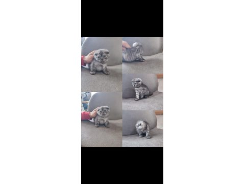 3 Aylık Scottish Fold Yavrumuz