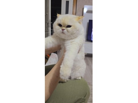 Yurt Dışından Şampiyon Ailenin Show Kalite British Shorthair Yavruları