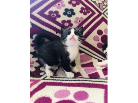 Son 1 Adet Bi Color Kısa Bacak Kedimiz