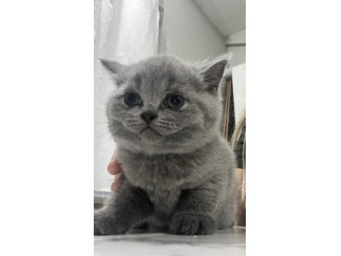 Ayı Surat Top Kafa Bebek Kediler