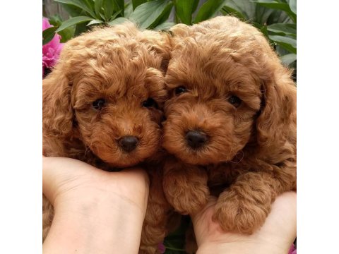 Toy Poodle Sevimli Köpekler