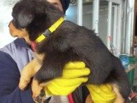 Safkan Dişi Yavru Rottweiler