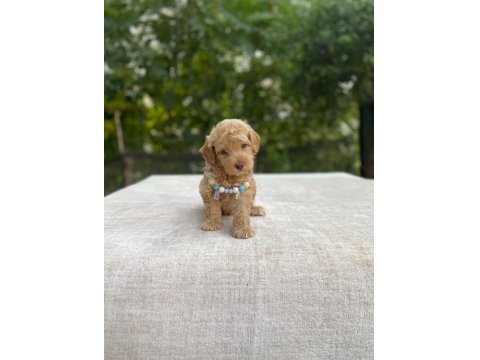 Teacup Maltipoo Bebek Köpekler