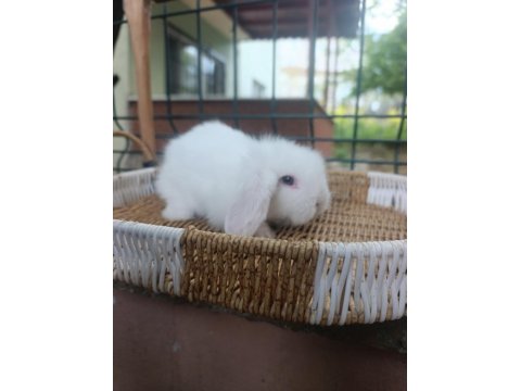 Orjinal Hollanda Teddy Lop Tavşanlar