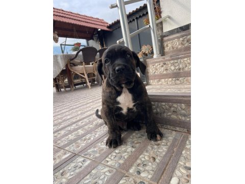 Dev Erkek Cane Corso Köpeği