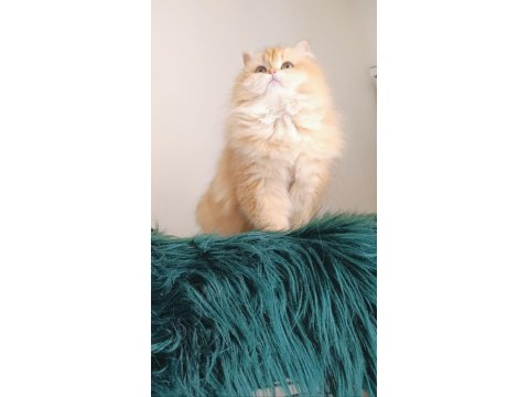 British Longhair By 11 Dişi 2 Yaşında