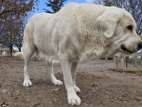 Çift Alabay Köpeklerimiz Sahiplendirilecektir