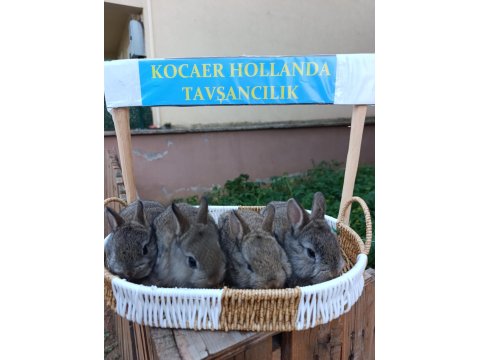 Hollanda Cüce 1 Aylık Tavşan Yavrular