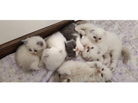 British Shorthair Yavrular Sağlık Ve Irk Garantili