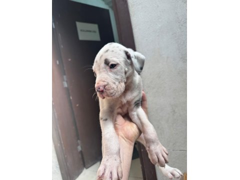 Devasa Bir Köpek İstiyorsanız Yavru Danualarımız İle Tanışın