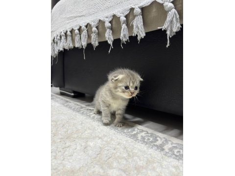 Scottish Fold Yavru