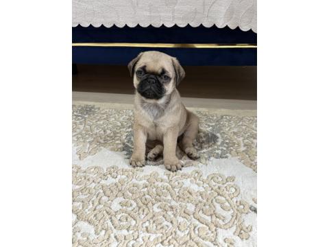50 Günlük Sağlıklı Dişi Pug