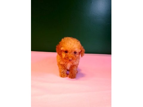 Teacup Poodle Yavrusu Köpeklerimiz