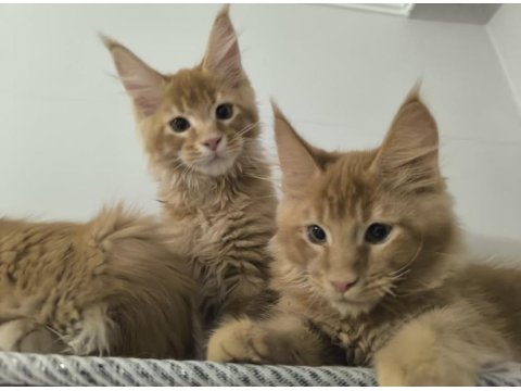 5 Aylık Maine Coon