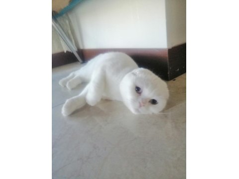 Scottish Fold Beyaz Kızımız Yeni Sahibini Arıyor