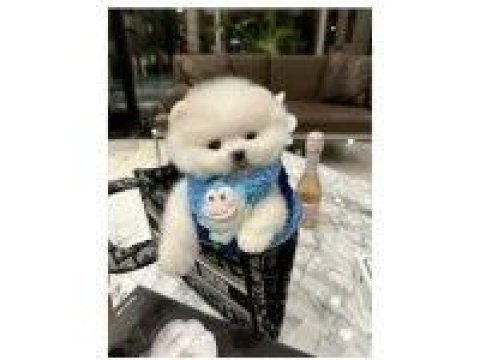 Pomeranian Yavruları