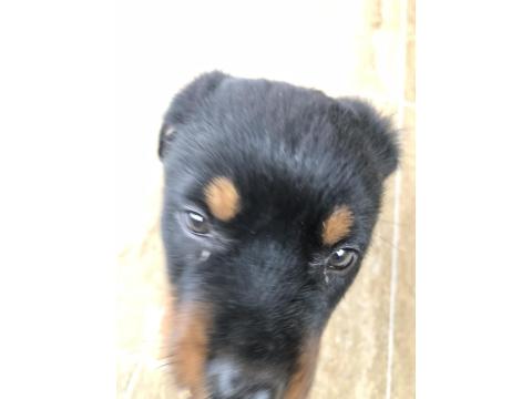 Rottweiler 2 Aylık
