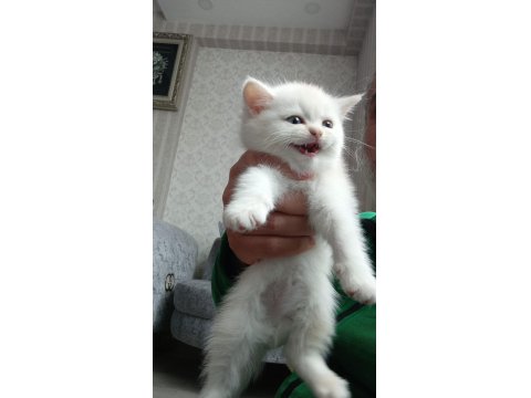 Beyaz British Shorthair Bebeğimiz