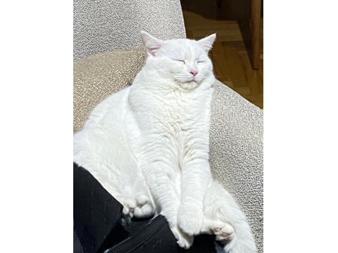 Kedimiz Aresimizi Sahiplendiriyoruz