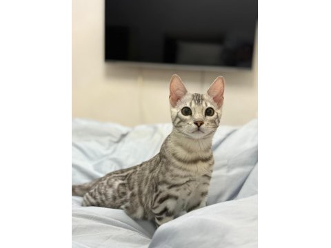 Gümüş Bengal Erkek 10 Aylık Sağlıklı Ve Uysal