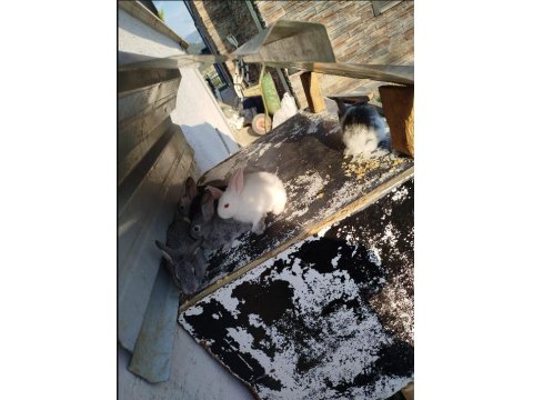 Mini Yeni Zelanda Kırmızı X Mavi Gözlü Yavru Tavşanlar