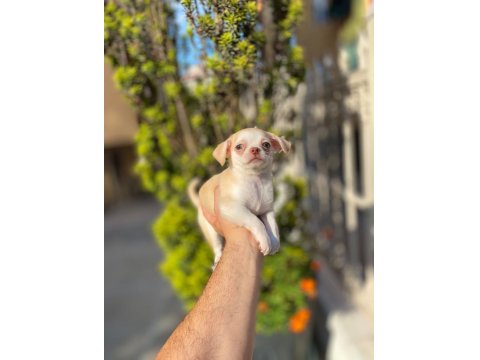 Teacup Mavi Göz Erkek Şivava Yavrum