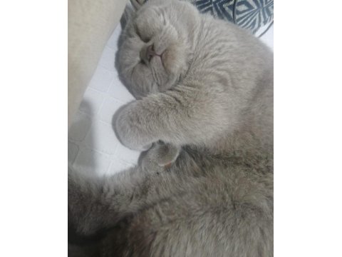 British Shorthair Patimize Ömürlük Yuva Arıyoruz