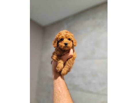 Safkan Maltipoo Yavruları
