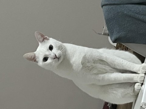 Ankara Kedisi 2 Yaşında