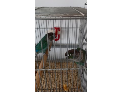 Dna Belgeli Turkuaz Konur Papağanı Takım