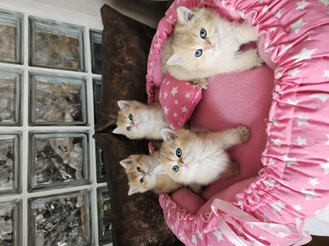 Golden British Shorthair Yavrular