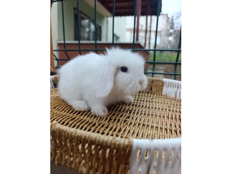 Orjinal Hollanda Teddy Lop Tavşanı Yavrular